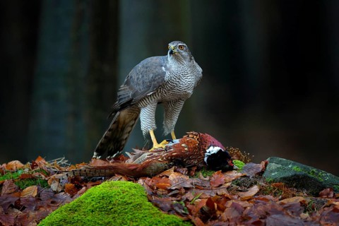 Bird bahaviour, wildlife scene from nature. Goshawk with killed Common Pheasant on the moss in