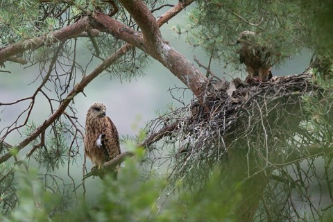 Red Kite (Milvus milvus) juvenile perched in a tree at nest, Hesse, Germany