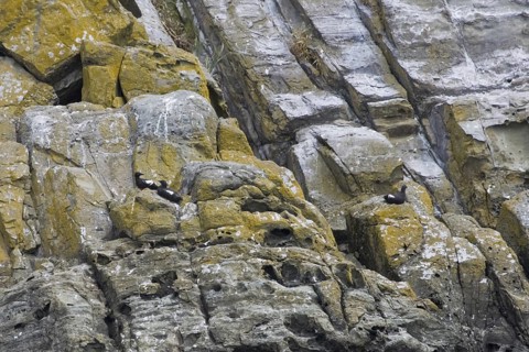 Pigeon Guillemot (Cepphus columba), British Columbia, Canada