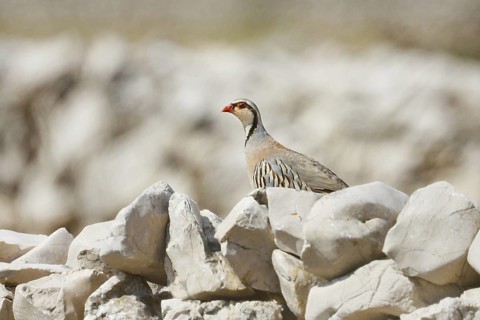 Rock Partridge (Alectoris graeca), Croatia