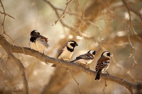 Cape Sparrow (Passer melanurus), Naukluft Park, Namibia