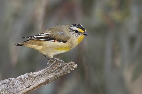 Striated Pardalote (Pardalotus striatus) male, Australian Capital Territory, Australia