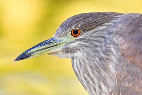 Black-crowned Night Heron (Nycticorax nycticorax), Arizona, USA