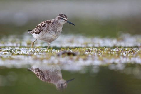 Wood Sandpiper (Tringa glareola) foraging, North Rhine-Westphalia, Germany