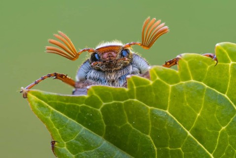 Common Cockchafer (Melolontha melolontha) climbing on leaves, Germany