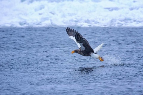 Steller's Sea Eagle (Haliaeetus pelagicus) flying with fish prey in its claws, Hokkaido, Japan