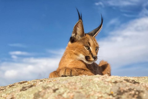 Caracal (Caracal caracal) lying on a rock, Castile-La Mancha, Spain