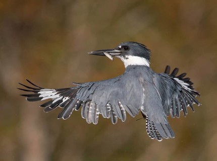 Belted Kingfisher (Megaceryle alcyon) male flying with fish prey in its beak, Florida, USA