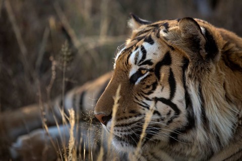 Bengal Tiger (Panthera tigris) adult portrait, captive, Philippolis, South Africa