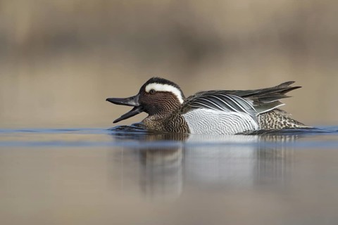 Garganey (Spatula querquedula) male, Saxony, Germany