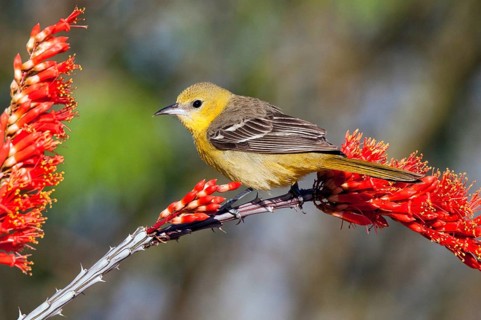 Hooded Oriole Icterus cucullatus Amado, Arizona, United States 16 April Adult Female Icteridae