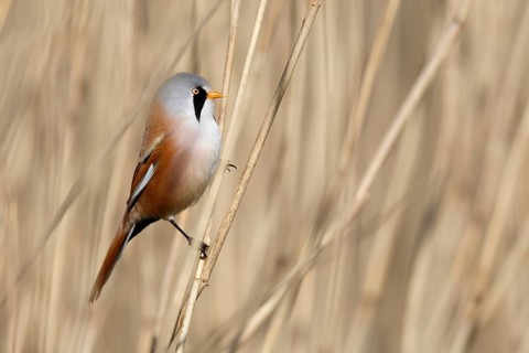 Bearded Reedling (Panurus biarmicus) male perched in reedbed, Mecklenburg-Western, Pomerania,
