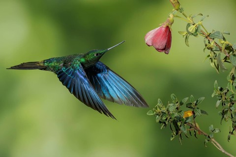 Great Saphirewing (Pterophanes cyanopterus) flying and feeding at a flower in the mountains of