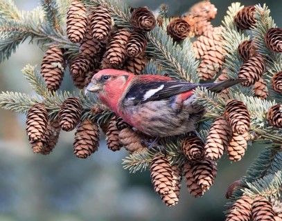 A male White-winged Crossbill, Loxia leucoptera, feeding on pine seeds in a spruce tree in