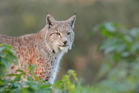 Eurasian Lynx (Lynx lynx) adult portrait, North Rhine-Westphalia, Germany
