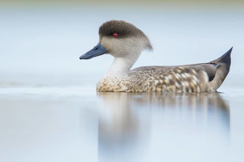 Patagonian Crested Duck (Lophonetta specularioides) on a small pond in the Falkland Islands