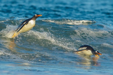 Gentoo Penguin (Pygoscelis papua) returning to land through the waves in the Falkland Islands