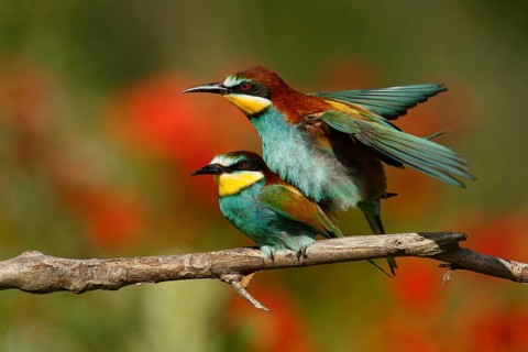 European Bee-eater (Merops apiaster) pair mating, Piedmont, Italy