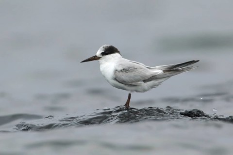 Little Tern (Sternula albifrons), Victoria, Australia