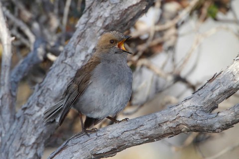 Photographed on the Island of Hawaii.Endemic to the Island of Hawaii