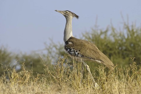 Kori Bustard (Ardeotis kori), Botswana