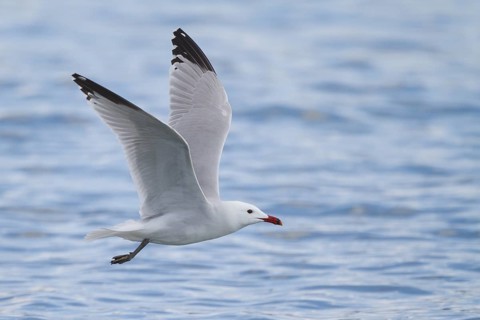 Audouin's Gull (Ichthyaetus audouinii) flying, Mallorca, Spain