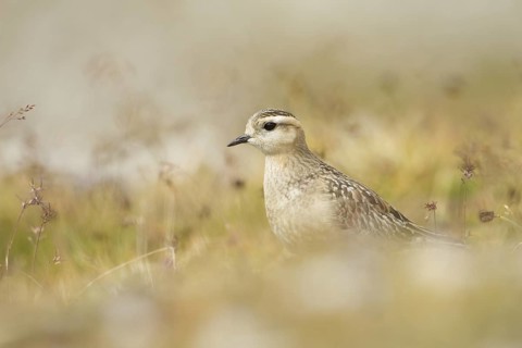 Eurasian Dotterel (Charadrius morinellus), Grisons, Switzerland