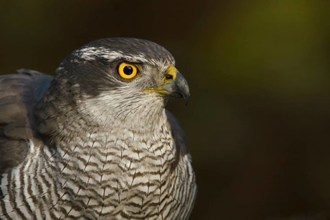 Northern Goshawk (Accipiter gentilis) female, Utrecht, Netherlands