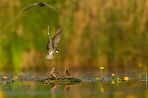 Black Tern (Chlidonias niger) feeding of juvenile, Netherlands