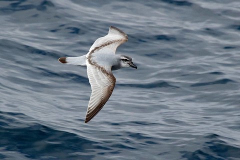 Broad-billed Prion (Pachyptila vittata) flying, South Pacific Ocean, New Zealand