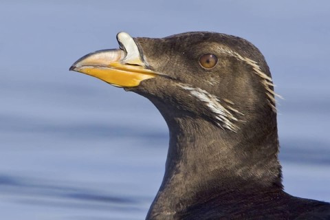 Rhinoceros Auklet (Cerorhinca monocerata), British Columbia, Canada