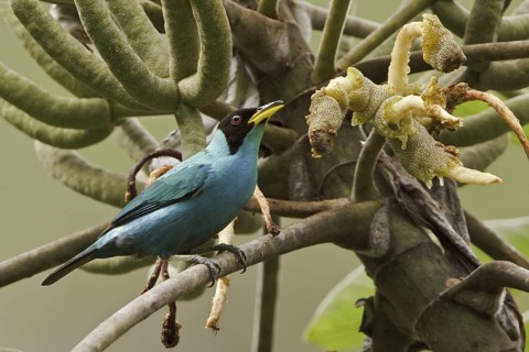 Green Honeycreeper (Chlorophanes spiza) male, Ecuador
