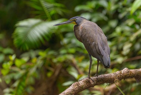 Bare-throated Tiger Heron (Tigrisoma mexicanum) - at Laguna Lagarto Lodge near Boca Tapada, Costa