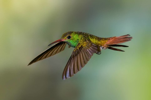 Rufous-tailed Hummingbird (Amazilia tzacatl) at the Nature Pavilion in La Virgen, Costa Rica