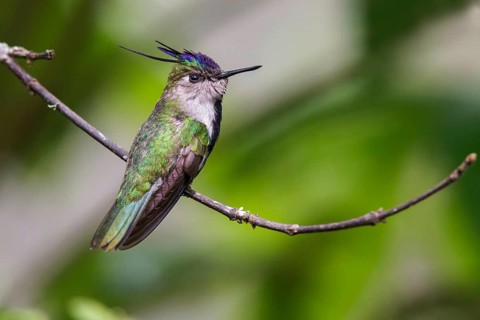 Plovercrest (Stephanoxis lalandi) perched on a branch in the Atlantic rainforest of southeast