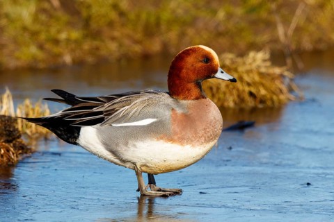 Eurasian Wigeon (Mareca penelope) male on ice, Netherlands