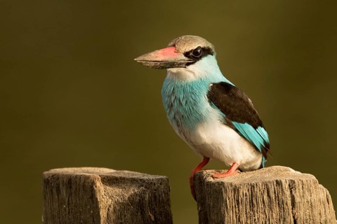 Blue-breasted Kingfisher (Halcyon malimbica), Gambia