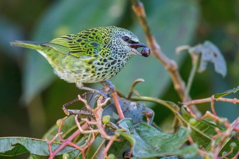 Spotted Tanager (Tangara punctata) perched on a branch in Manu National Park, Peru