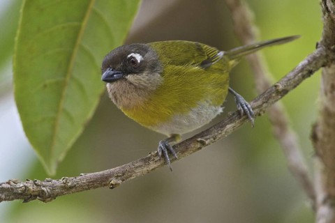 Common Bush Tanager (Chlorospingus flavopectus), Costa Rica