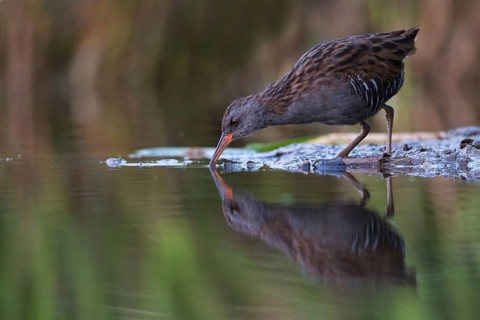 Water Rail (Rallus aquaticus) foraging, Saxony, Germany