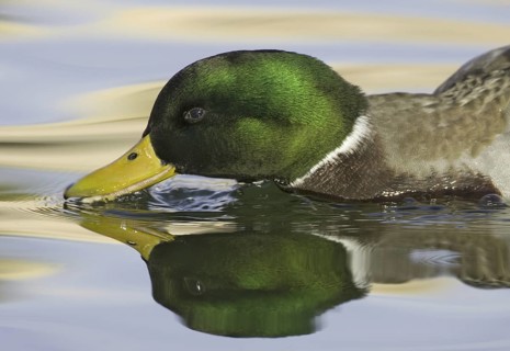 Mallard (Anas platyrhynchos) male, New Mexico, USA