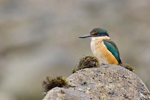 New Zealand kingfisher (Todiramphus sanctus vagans)