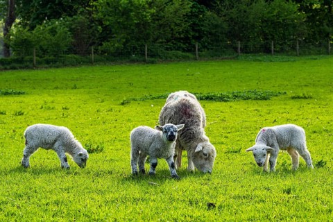 Sheep and farm in Lake District National Park, Coniston Water, Cumbria, England, United Kingdom