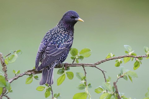 Common Starling (Sturnus vulgaris), Brandenburg, Germany