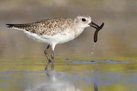 Grey Plover (Pluvialis squatarola), Florida, USA