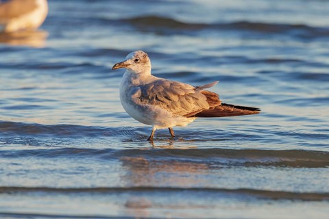 Seagull scouring the waterline searching for food along the Mississippi Gulf Coast in evening light