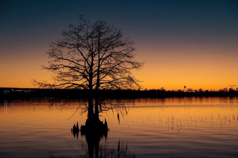 Cypress tree silhouetted against a deep blue and orange sky at sunset on Lake Seminole at the Corps