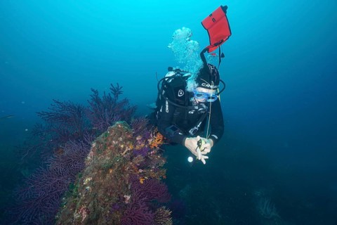 Diver sets the signal buoy in a blue underwater world next to red gorgonians in the Mediterranean