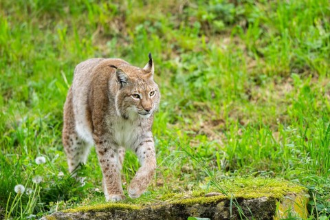 Eurasian lynx (Lynx lynx) walking in the grass, Bavaria, Germany
