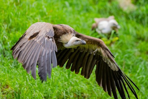 Eurasian griffon vulture (Gyps fulvus) starts flying from a meadow, Bavaria, Germany